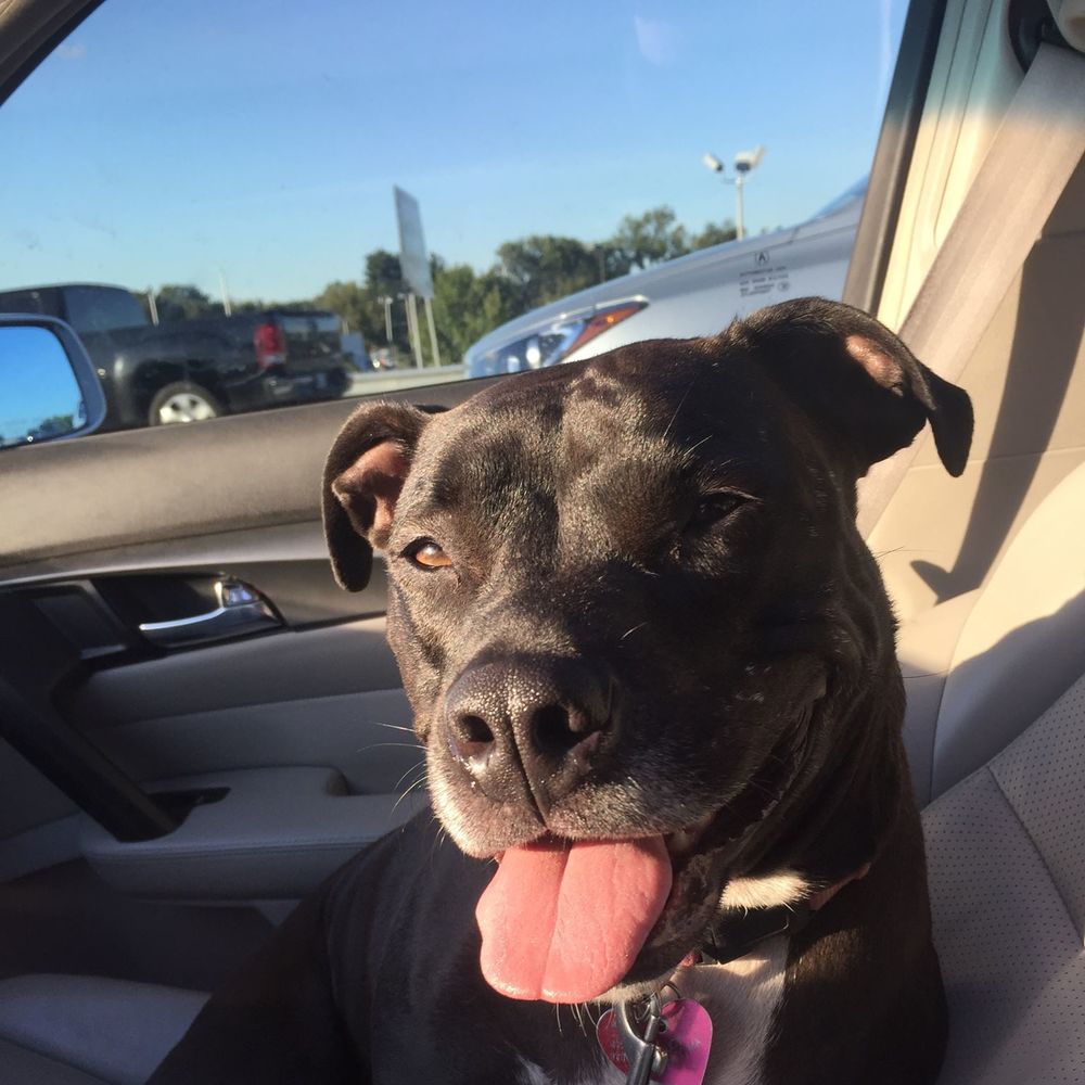 Meet your Posher, Lucy